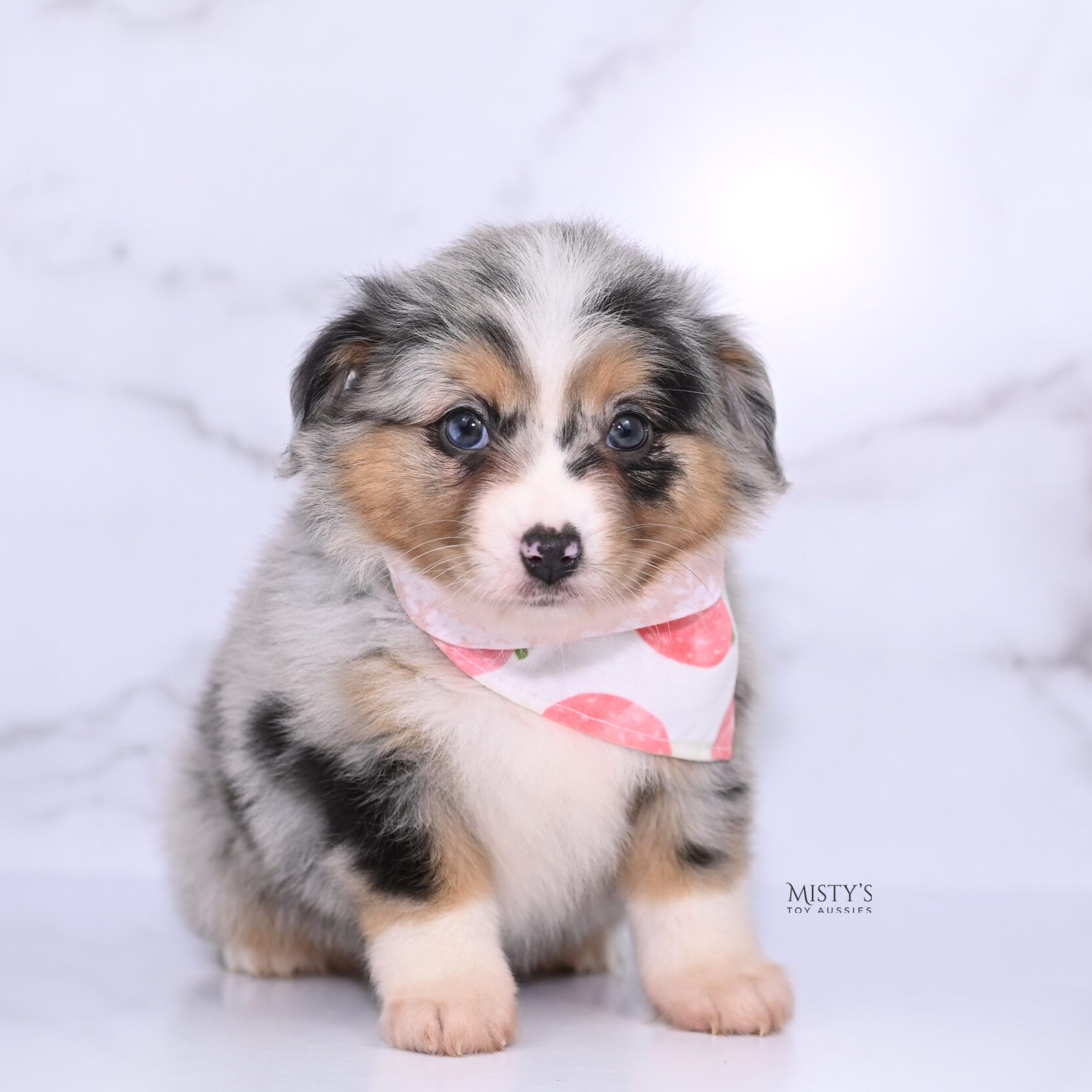 Blue merle mini aussie for sale hot sale