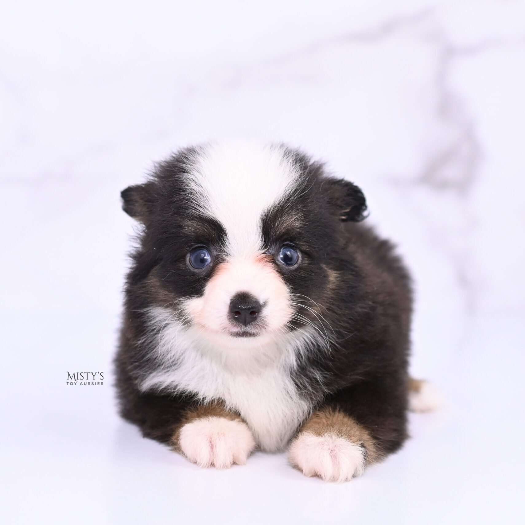 Mini / Toy Australian Shepherd Puppy Sunday