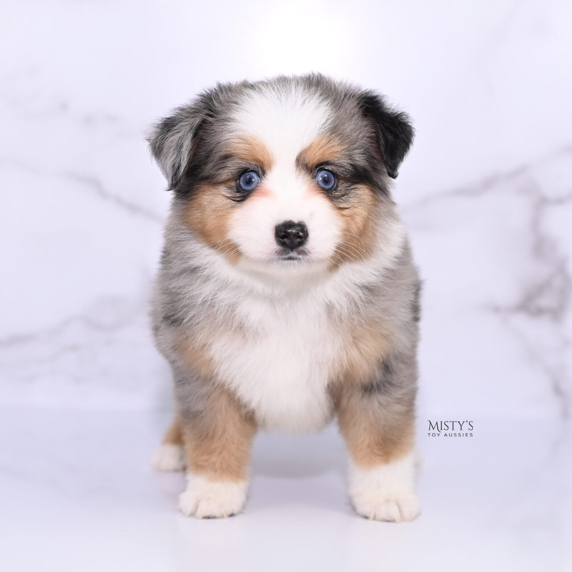 Mini / Toy Australian Shepherd Puppy Surf