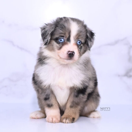 Mistys Toy Aussies Web Puppies Tallie 6 Weeks84 Mistys Toy Aussies Web Puppies Tallie 6 Weeks84