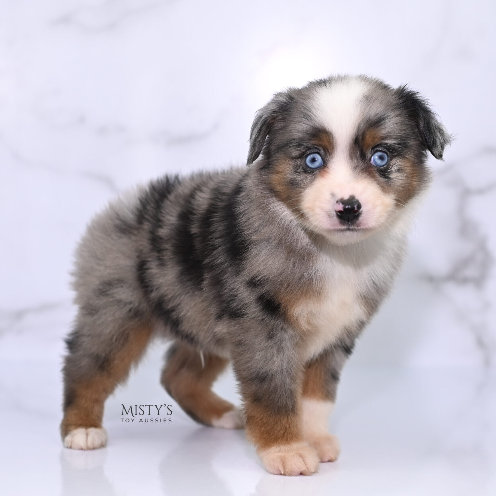 Mini / Toy Australian Shepherd Puppy Taluka