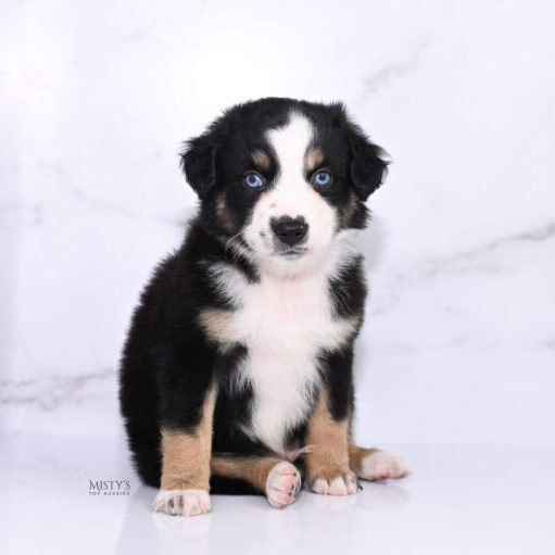 Mini / Toy Australian Shepherd Puppy Thunder