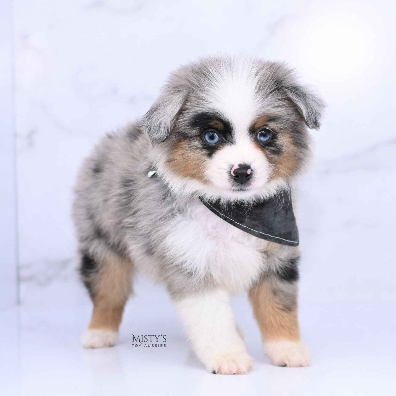 Mini / Toy Australian Shepherd Blue Merle Puppy Tiago - 7 Weeks