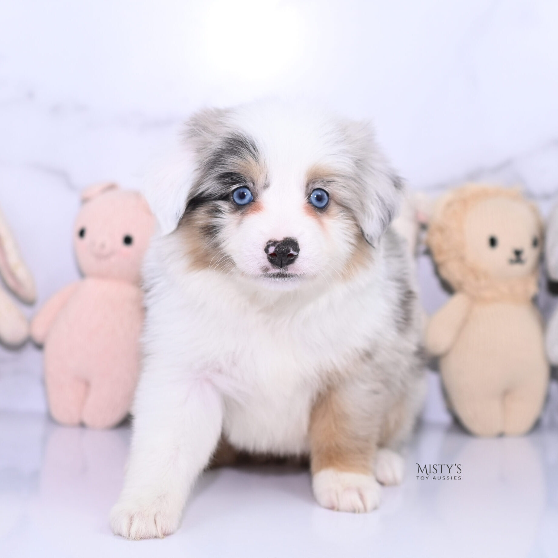 Mini / Toy Australian Shepherd Puppy Tierney