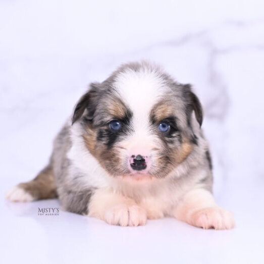 Mistys Toy Aussies Web Puppies Titus 4 Weeks46