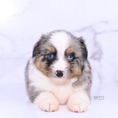 Mistys Toy Aussies Web Puppies Titus 6 Weeks60