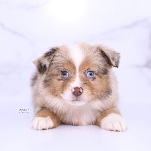 Mistys Toy Aussies Web Puppies Tovie 6 Weeks04