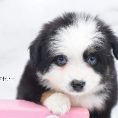 Mini / Toy Australian Shepherd Puppy Pandy Bear