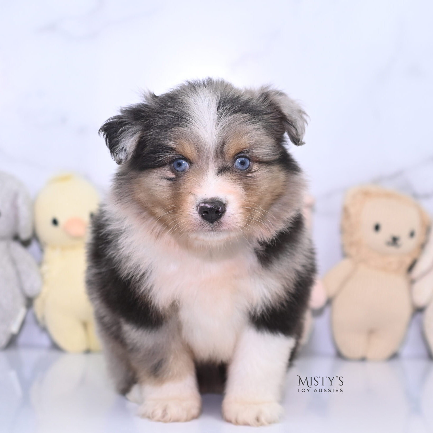 Mini / Toy Australian Shepherd Puppy Turbo