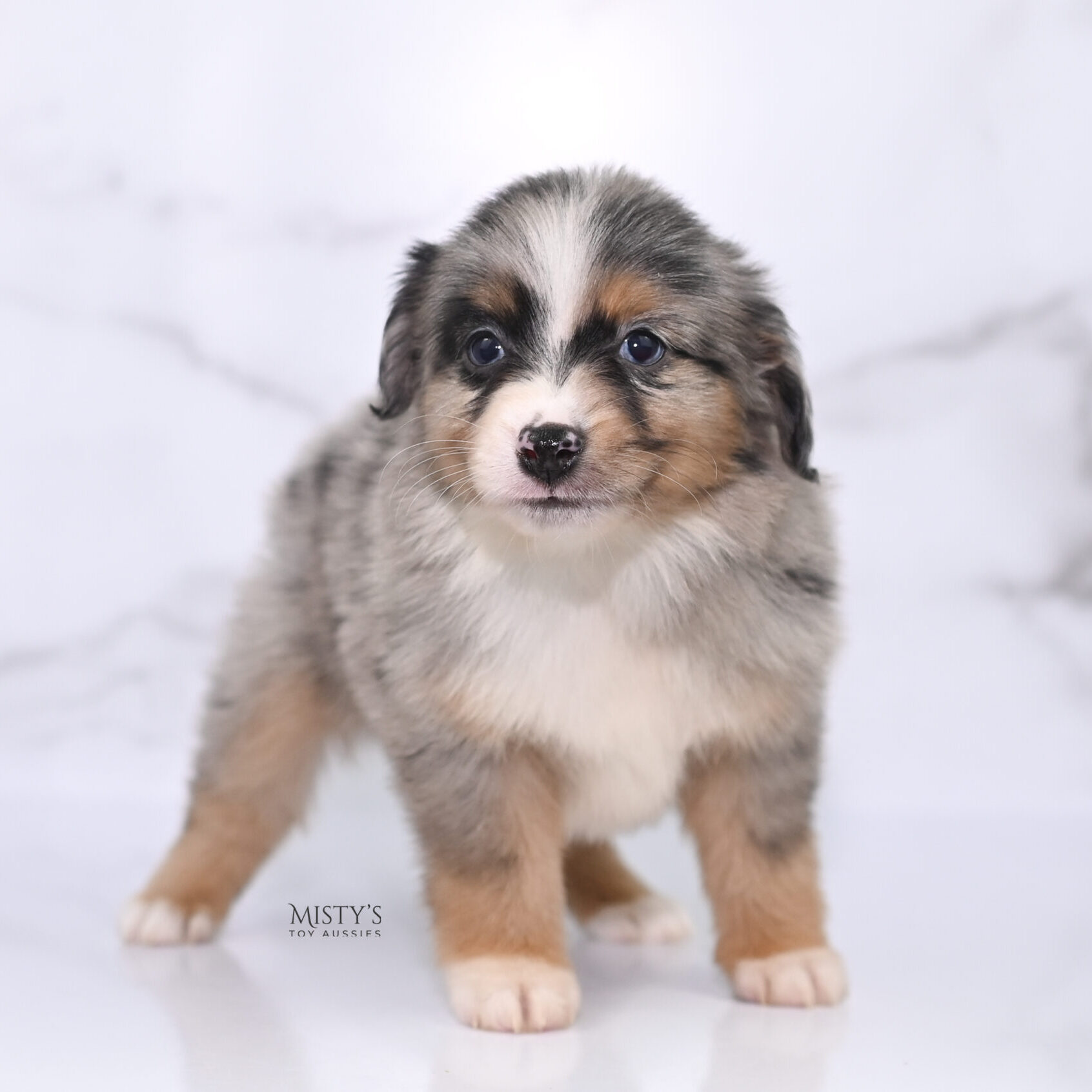 Mini / Toy Australian Shepherd Puppy Xandro