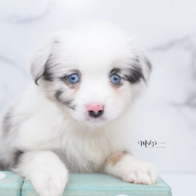 Mistys Toy Aussies Web Puppiest Merle 7 Weeks Dice 21