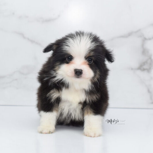 Mini / Toy Australian Shepherd Puppy Jesper