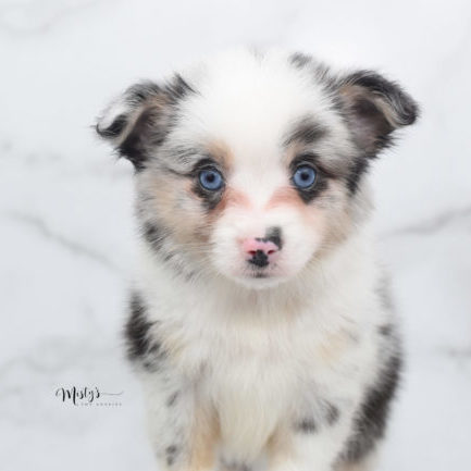 Mini / Toy Australian Shepherd Puppy Artic
