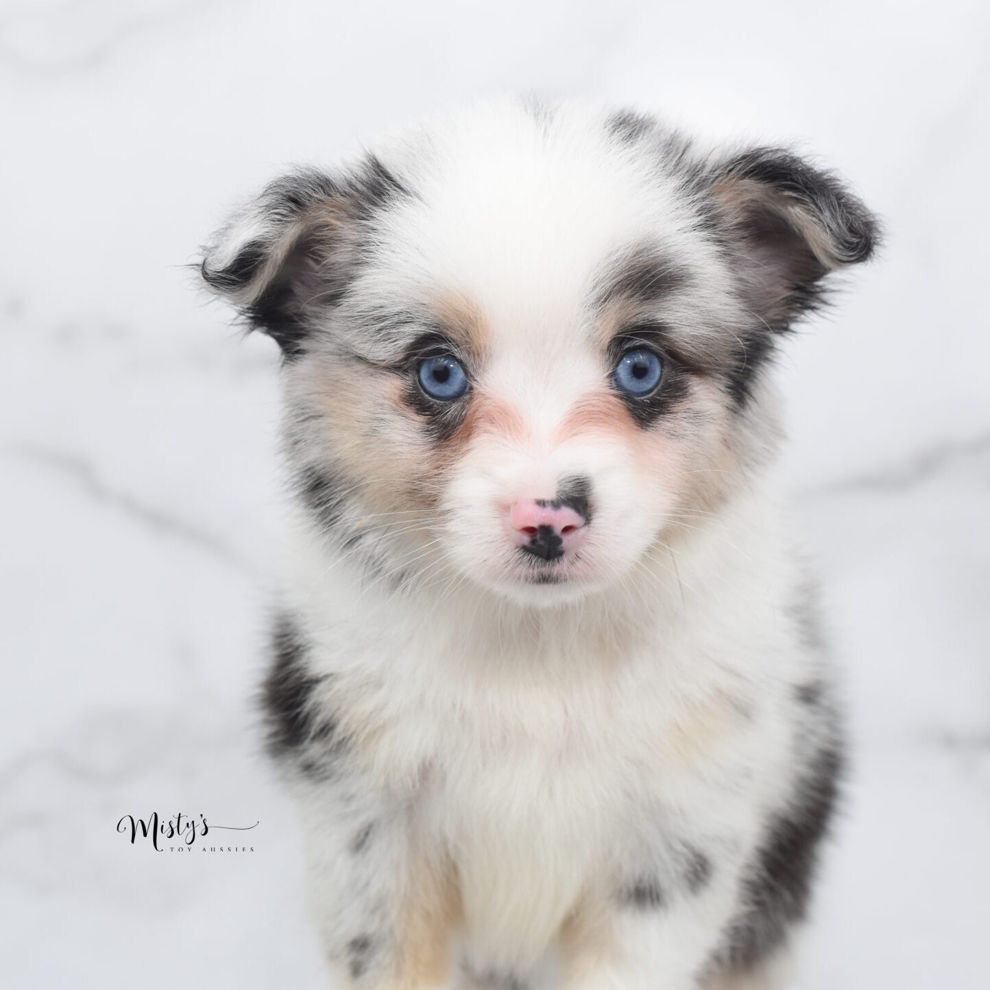 Mini / Toy Australian Shepherd Puppy Artic