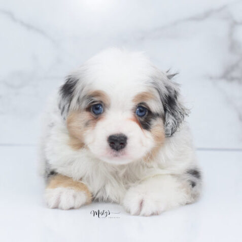 Mini / Toy Australian Shepherd Puppy Bebe Mini / Toy Australian Shepherd Puppy Bebe
