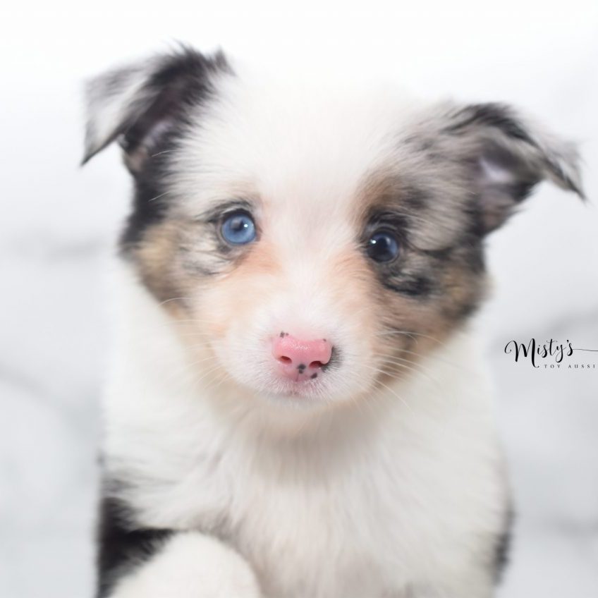 Mini / Toy Australian Shepherd Puppy Beefy Mini / Toy Australian Shepherd Puppy Beefy