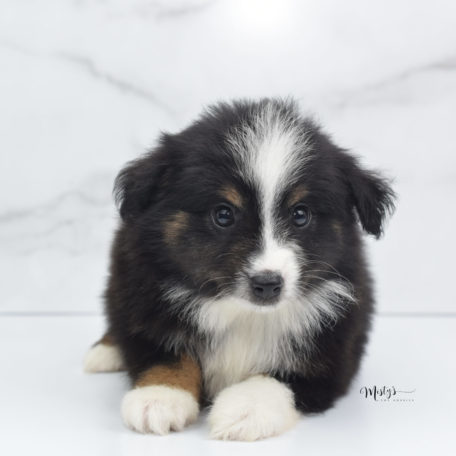 Mini / Toy Australian Shepherd Puppy Blip