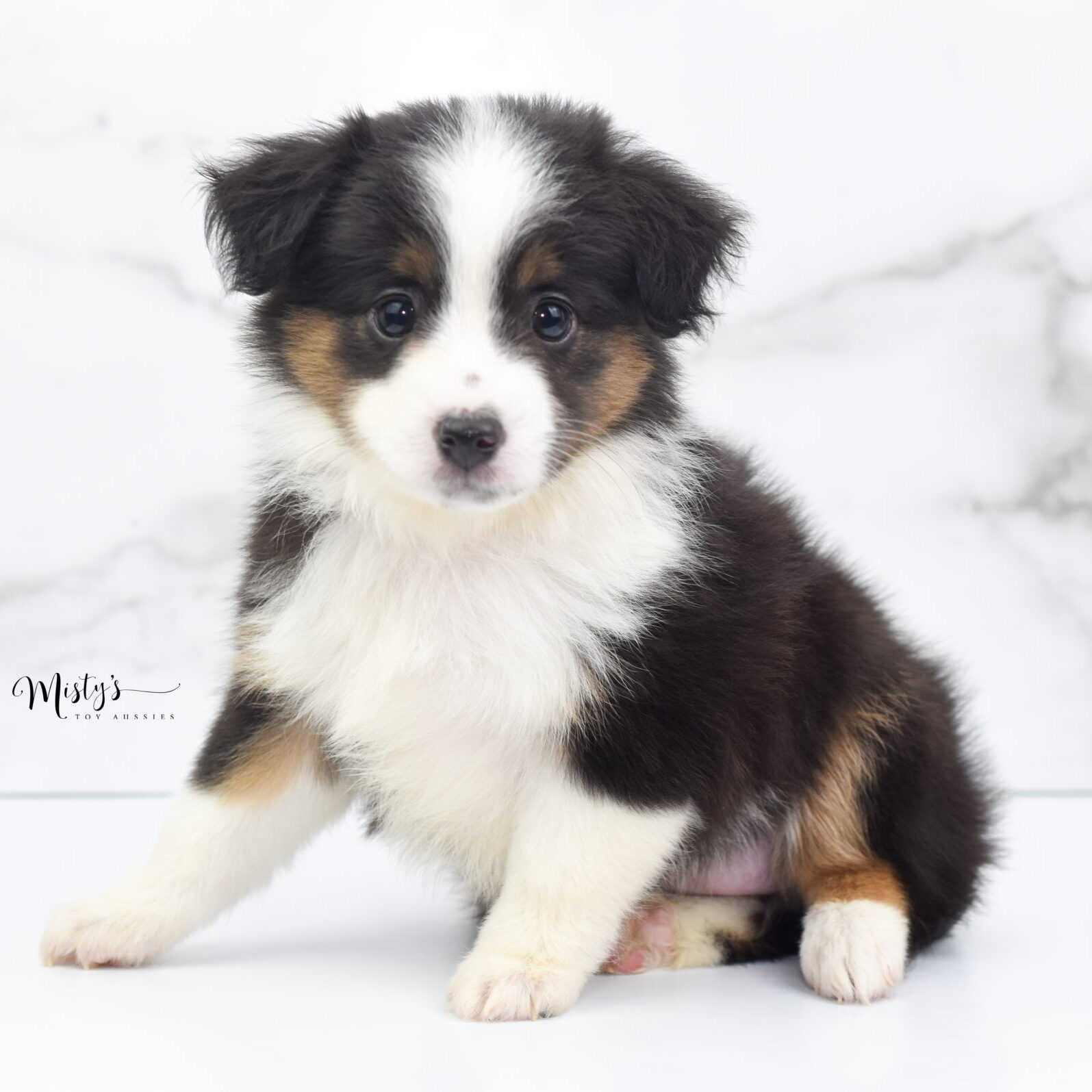 Mini / Toy Australian Shepherd Puppy Bootsy