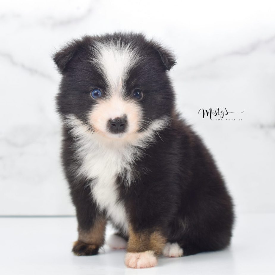 Mini / Toy Australian Shepherd Puppy Bucky Mini / Toy Australian Shepherd Puppy Bucky