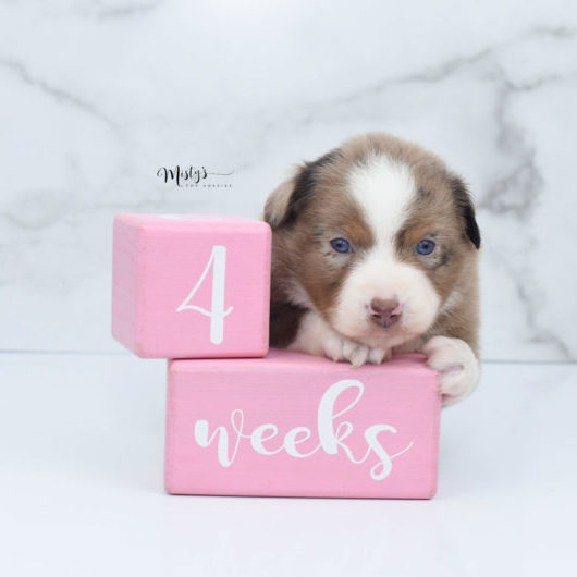 Mini / Toy Australian Shepherd Puppy Clementine