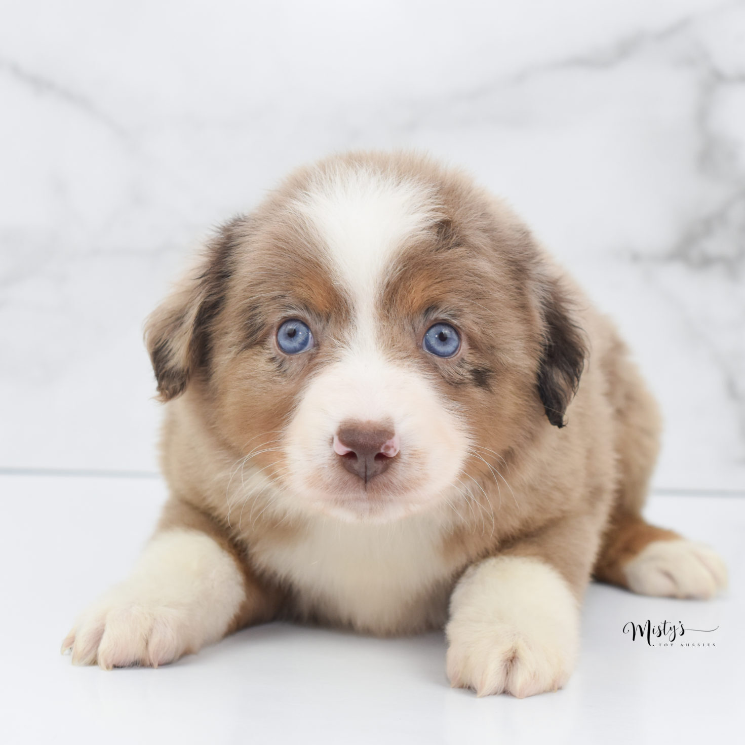 Mini / Toy Australian Shepherd Puppy Clementine