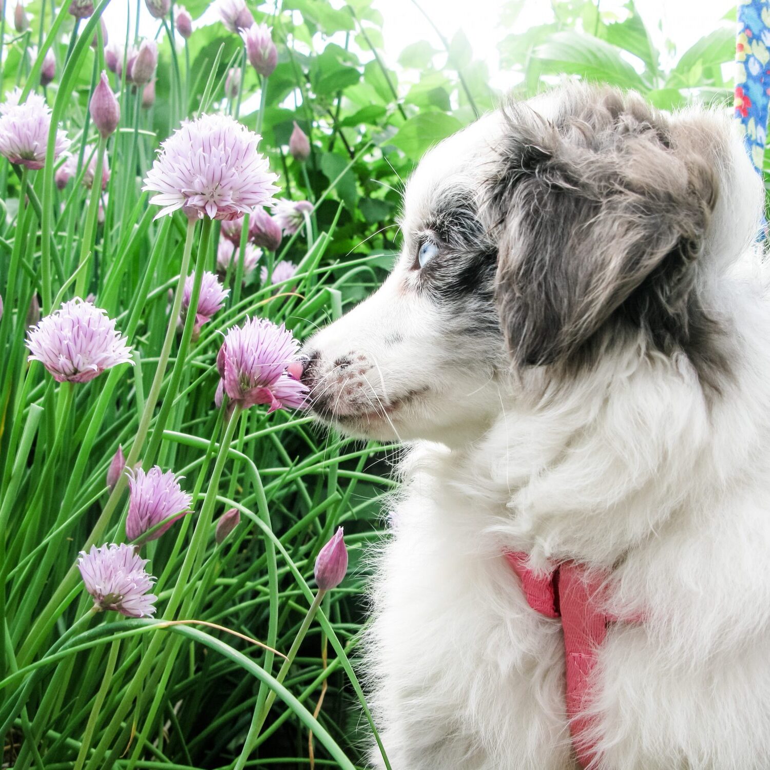 Mini / Toy Australian Shepherd Puppy Diamonds Flowers