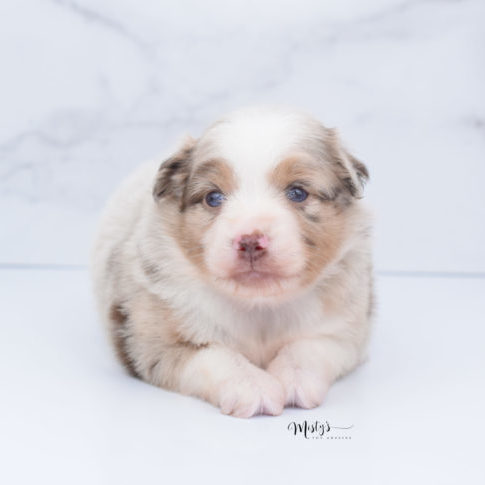 Mini / Toy Australian Shepherd Puppy Ginger