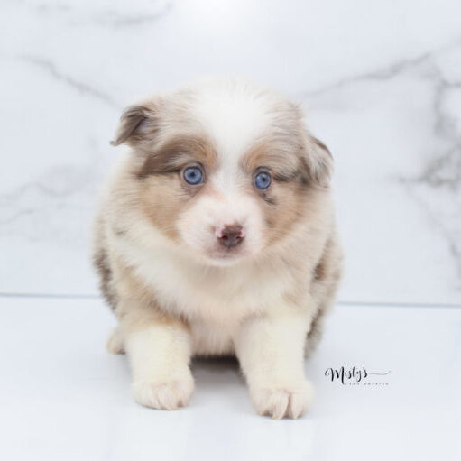 Mini / Toy Australian Shepherd Puppy Ginger Mini / Toy Australian Shepherd Puppy Ginger