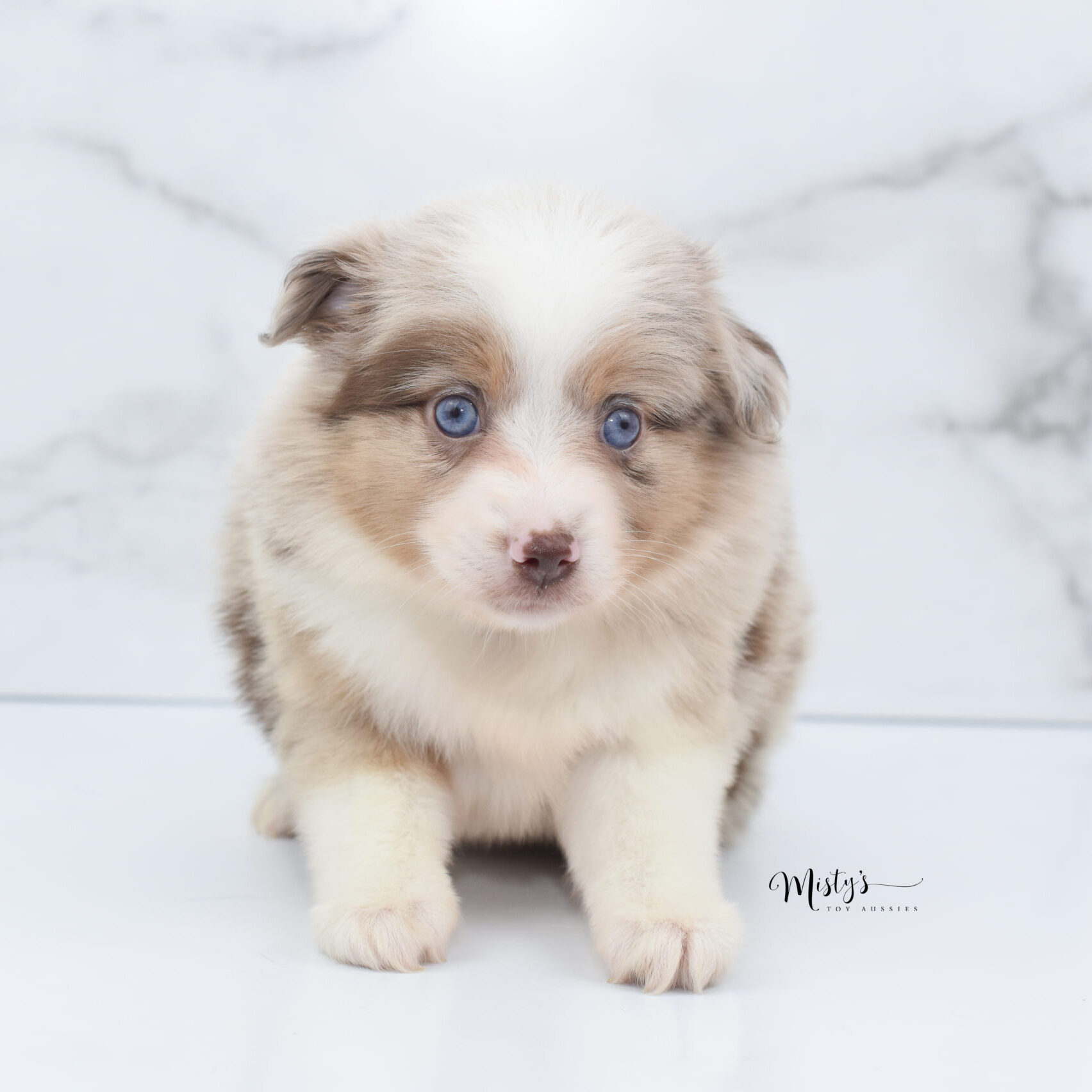 Mini / Toy Australian Shepherd Puppy Ginger