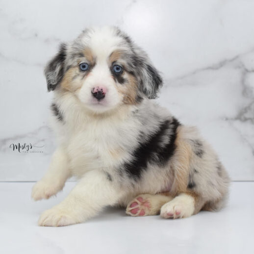 Mini / Toy Australian Shepherd Puppy Glacia