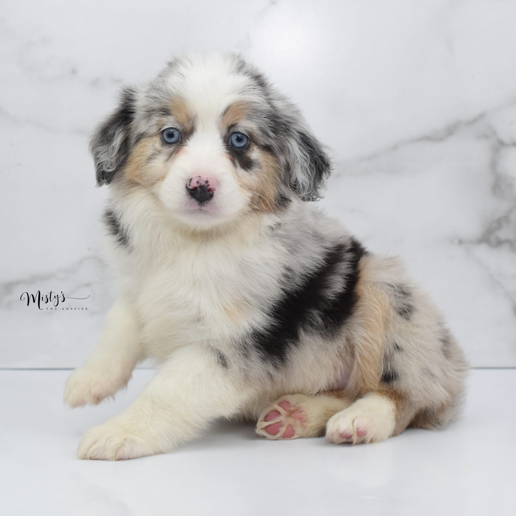 Mini / Toy Australian Shepherd Puppy Glacia