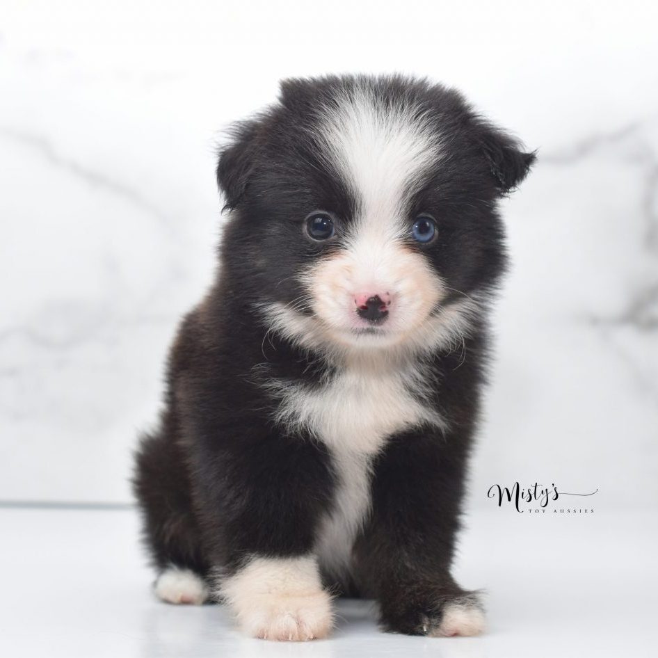 Mini / Toy Australian Shepherd Puppy Guava Mini / Toy Australian Shepherd Puppy Guava