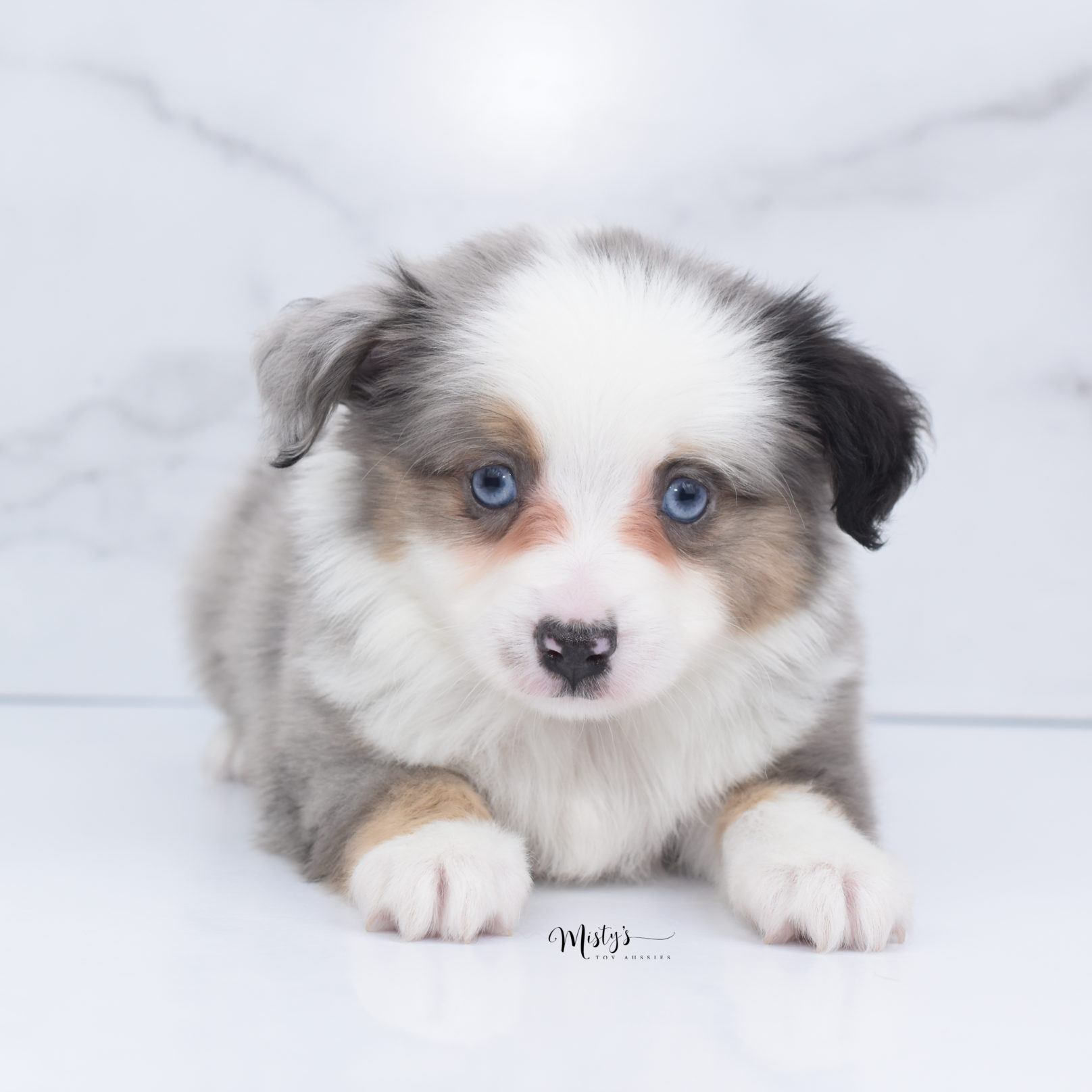 Mini / Toy Australian Shepherd Puppy Indigo