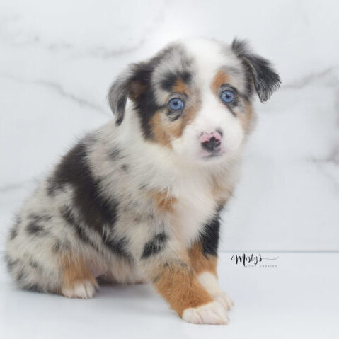 Mini / Toy Australian Shepherd Puppy Marnie