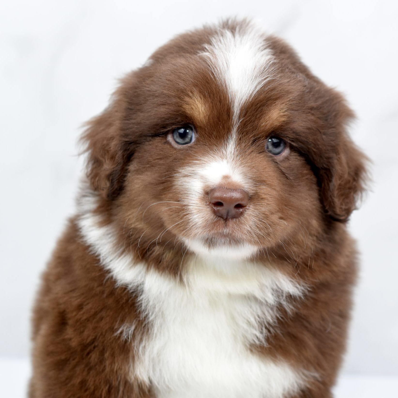 Mini / Toy Australian Shepherd Puppy Mini Aussie Archie Mini / Toy Australian Shepherd Puppy Mini Aussie Archie