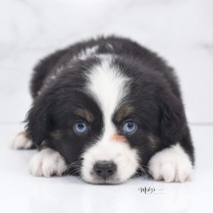 Mini / Toy Australian Shepherd Puppy Monty