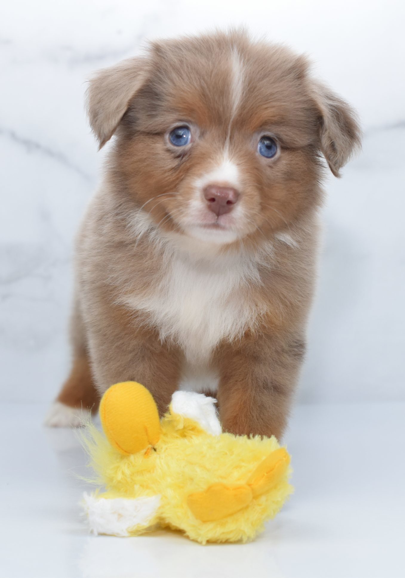 Mini / Toy Australian Shepherd Puppy Mork Mini / Toy Australian Shepherd Puppy Mork