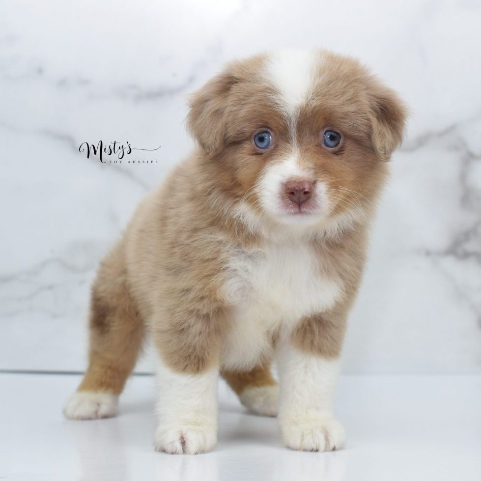 Mini / Toy Australian Shepherd Puppy Peaches Mini / Toy Australian Shepherd Puppy Peaches