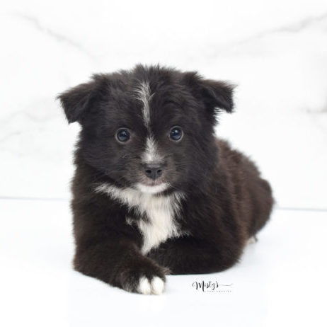 Mini / Toy Australian Shepherd Puppy Pepe