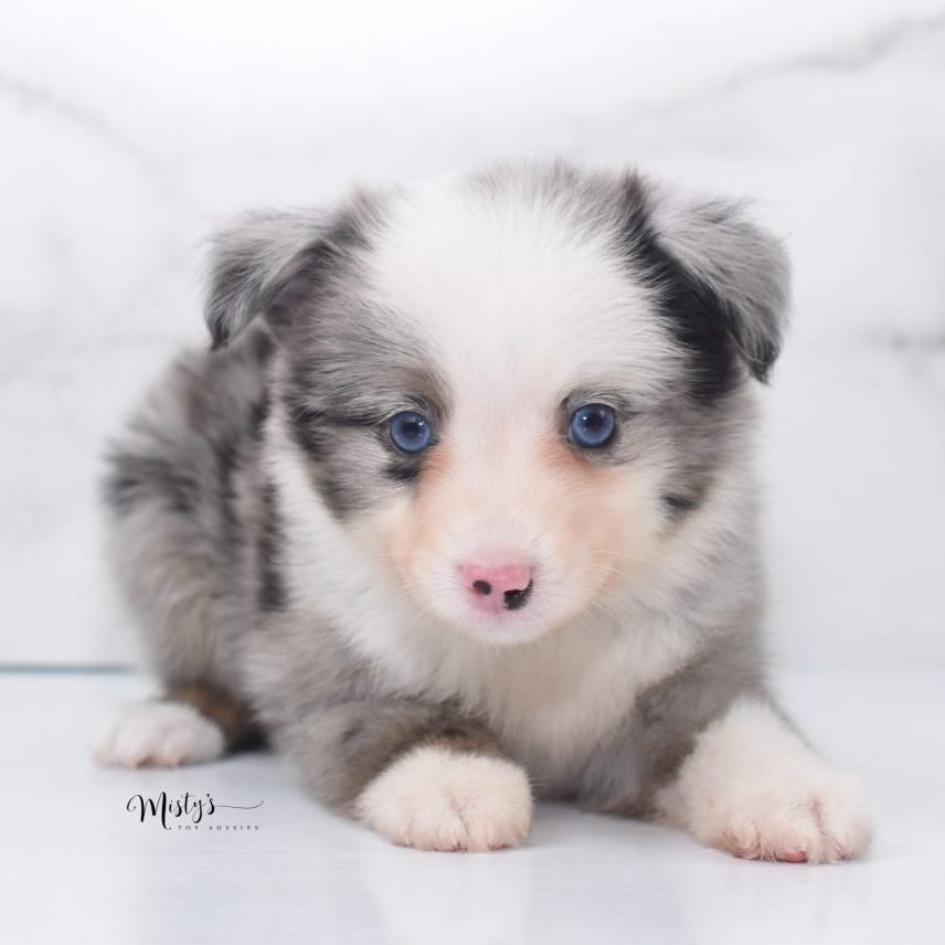 Mini / Toy Australian Shepherd Puppy Possum Mini / Toy Australian Shepherd Puppy Possum