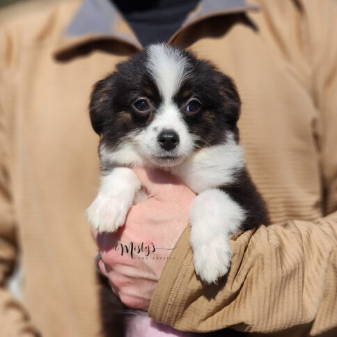 Mini / Toy Australian Shepherd Puppy Potsy