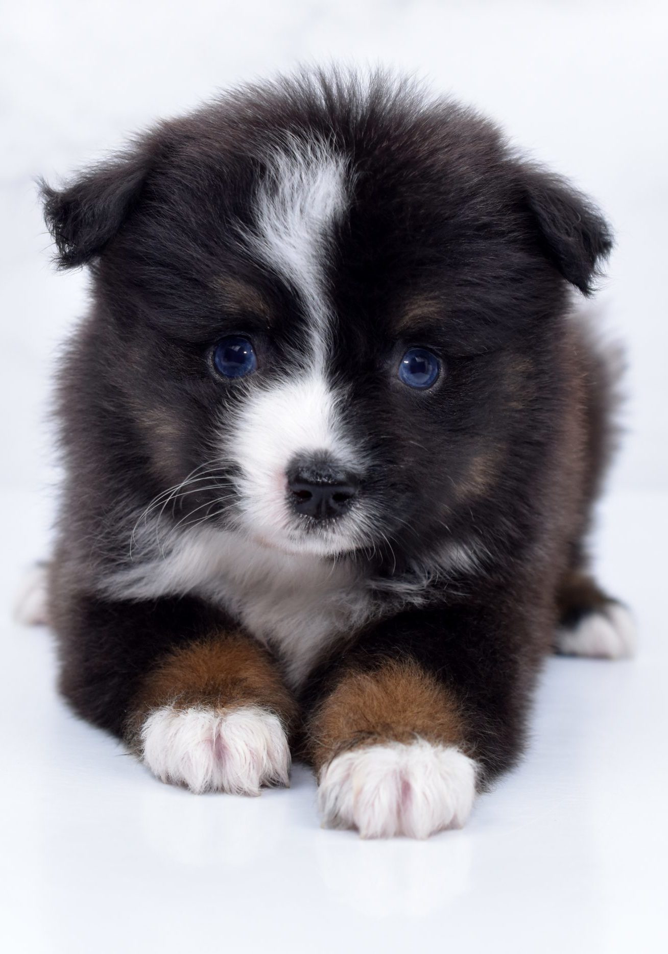 Mini / Toy Australian Shepherd Puppy Pumba Mini / Toy Australian Shepherd Puppy Pumba