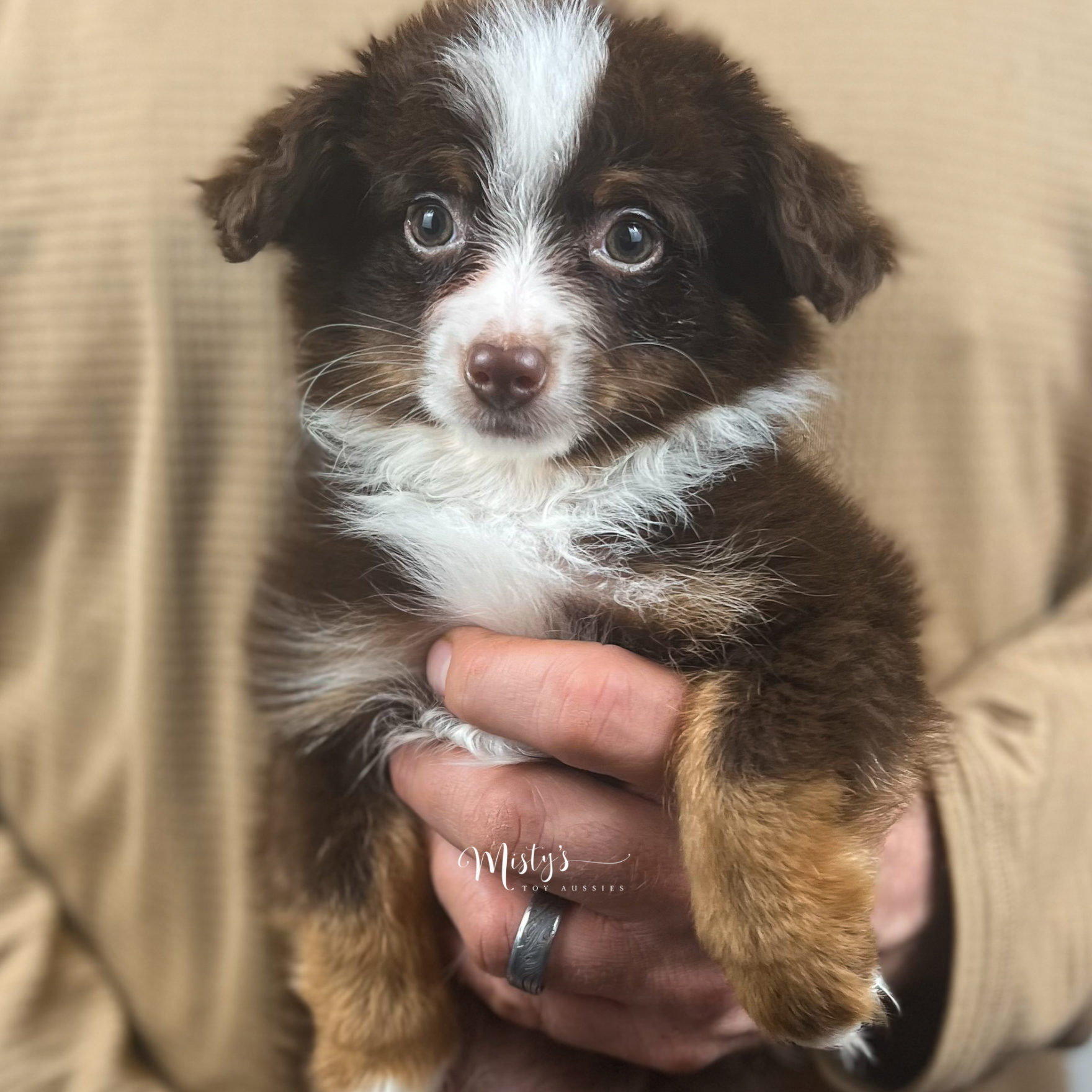Mistys Toy Aussies Web Puppy Rufus