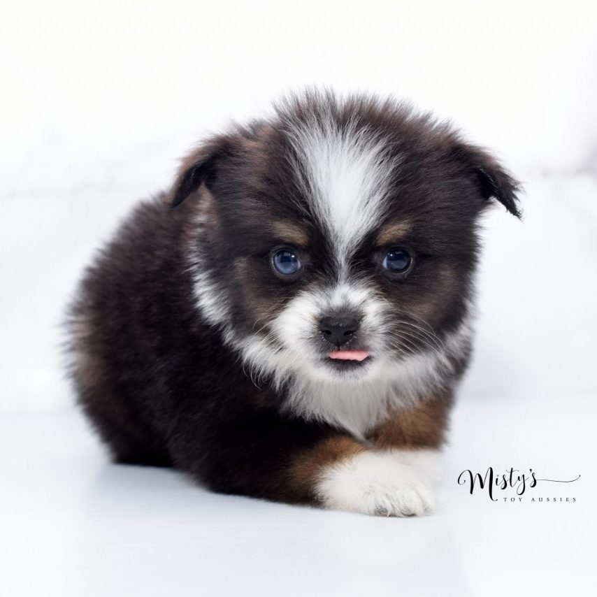 Mini / Toy Australian Shepherd Puppy Teacup Aussies Mini / Toy Australian Shepherd Puppy Teacup Aussies
