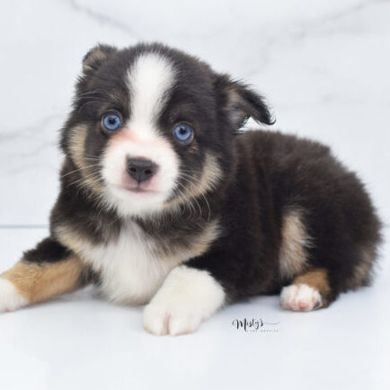 Mini / Toy Australian Shepherd Puppy Telly Mini / Toy Australian Shepherd Puppy Telly