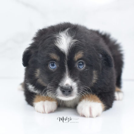 Mini / Toy Australian Shepherd Puppy Tux