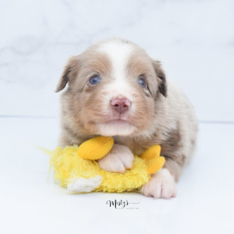 Mini / Toy Australian Shepherd Puppy VooDoo
