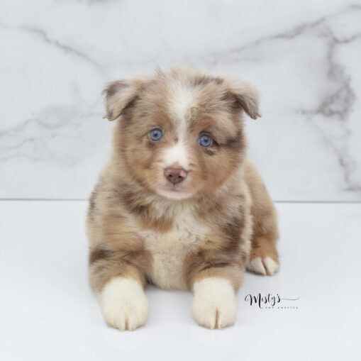 mistys-toy-aussies-web-puppy-voodoo-6 weeks-04