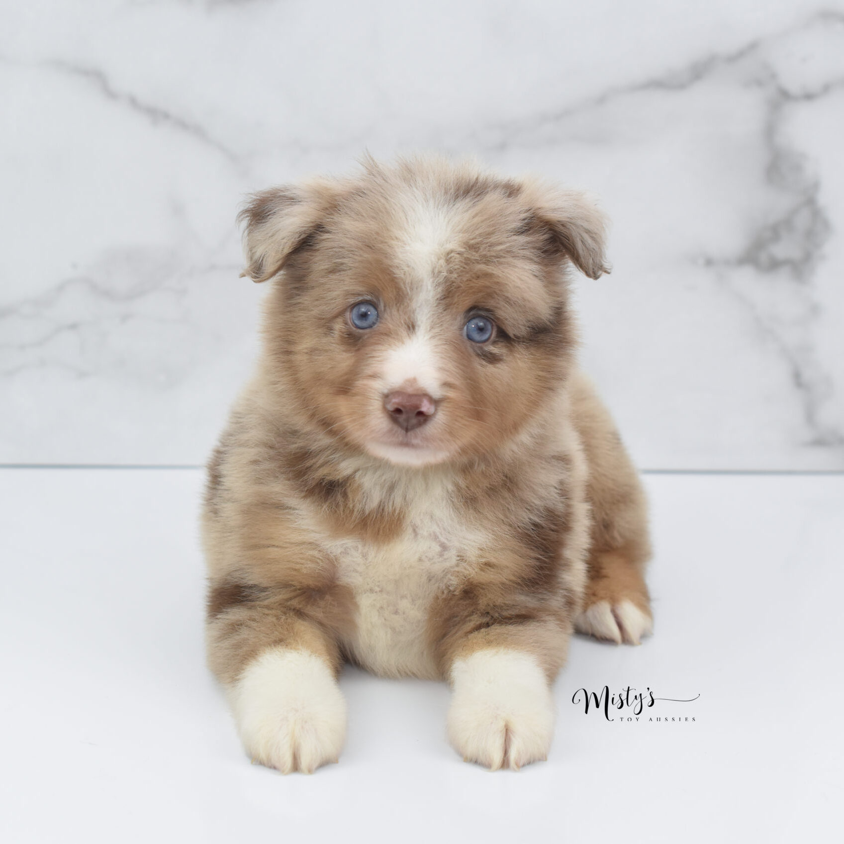 mistys-toy-aussies-web-puppy-voodoo-6 weeks-04