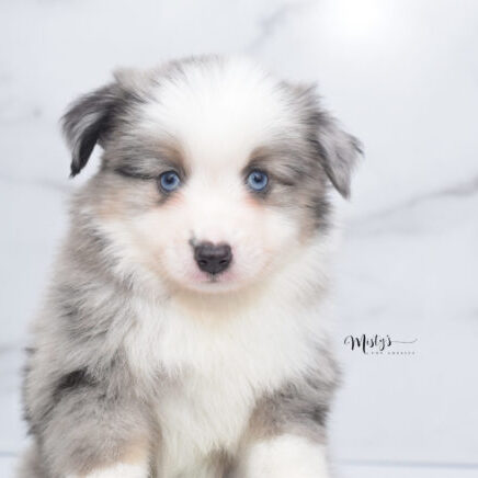 Mini / Toy Australian Shepherd Puppy Wascal